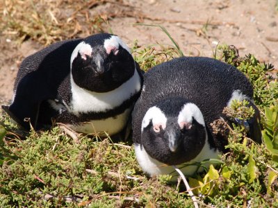 African Penguin